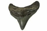 Juvenile Megalodon Tooth - Georgia #115727-1